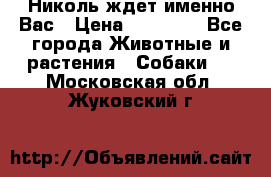 Николь ждет именно Вас › Цена ­ 25 000 - Все города Животные и растения » Собаки   . Московская обл.,Жуковский г.